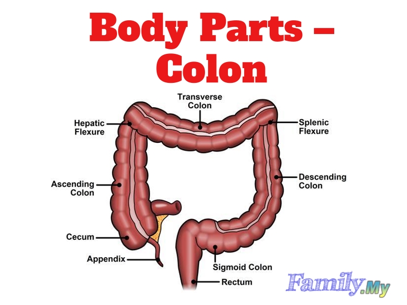 Body Parts – Colon