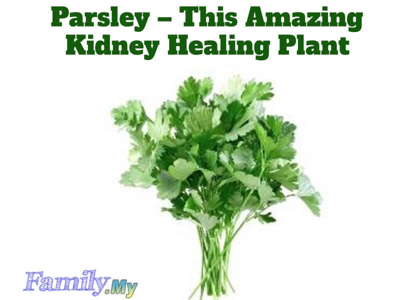 Parsley This Amazing Kidney Healing Plant Malaysia Health Family